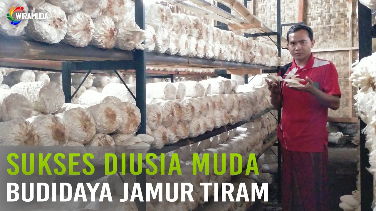 rahasia sukses budidaya jamur tiram | cerita inspiratif