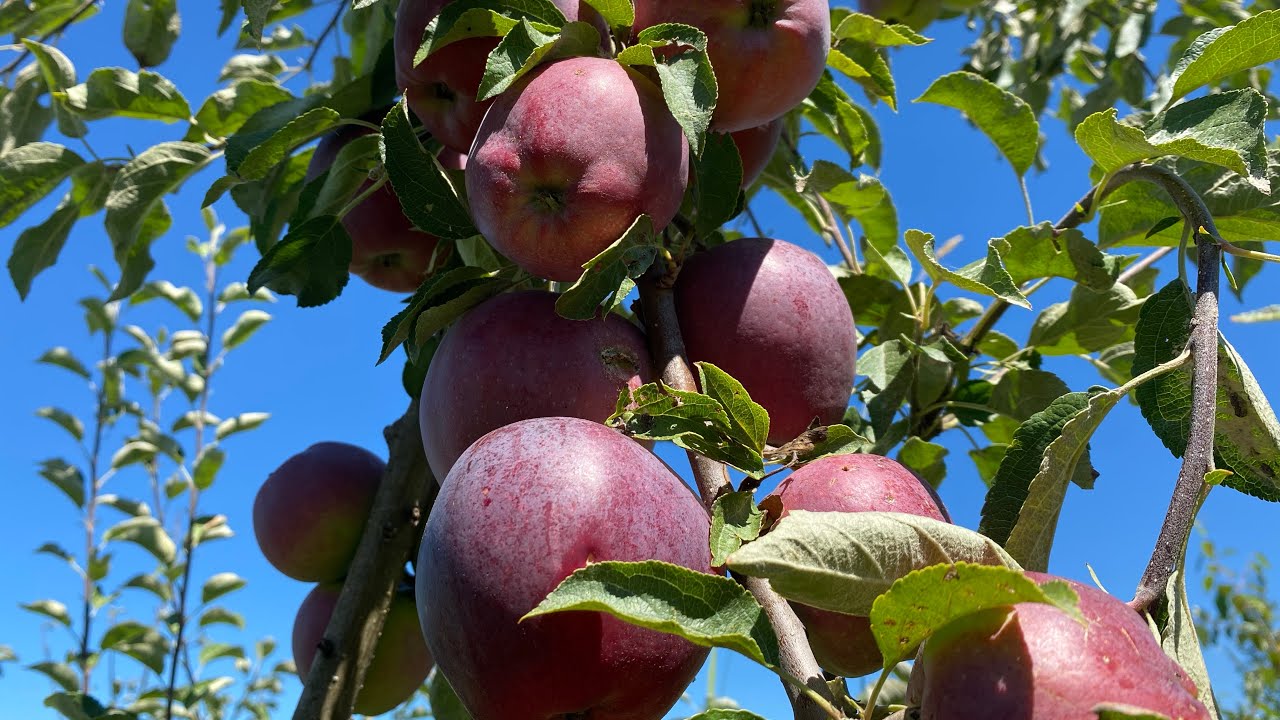 Early apples Norland, Parkland, William&rsquo;s Pride, Discovery taste test