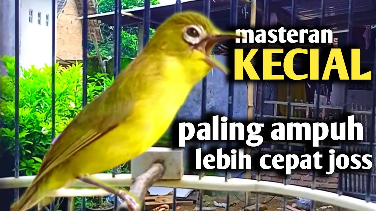 Jos Gacor Ampuh Bikin Cepat Joss. Masteran Kecial Ampuh