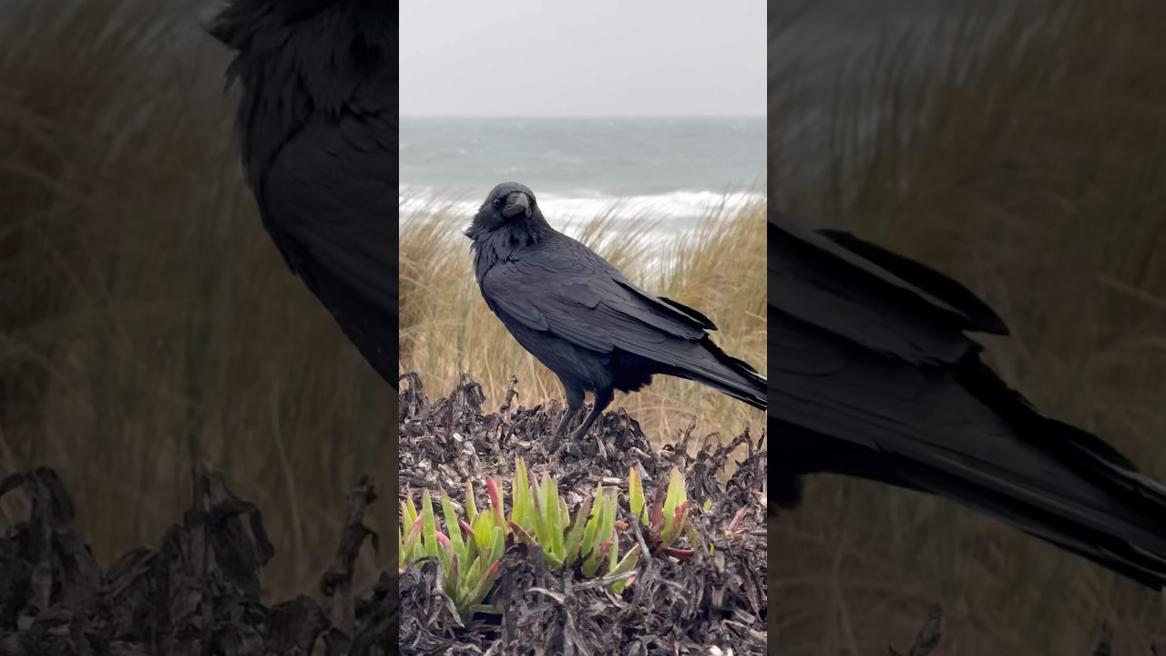 Ravens Ocean Beach San Francisco Stormy Day 12/25/2025