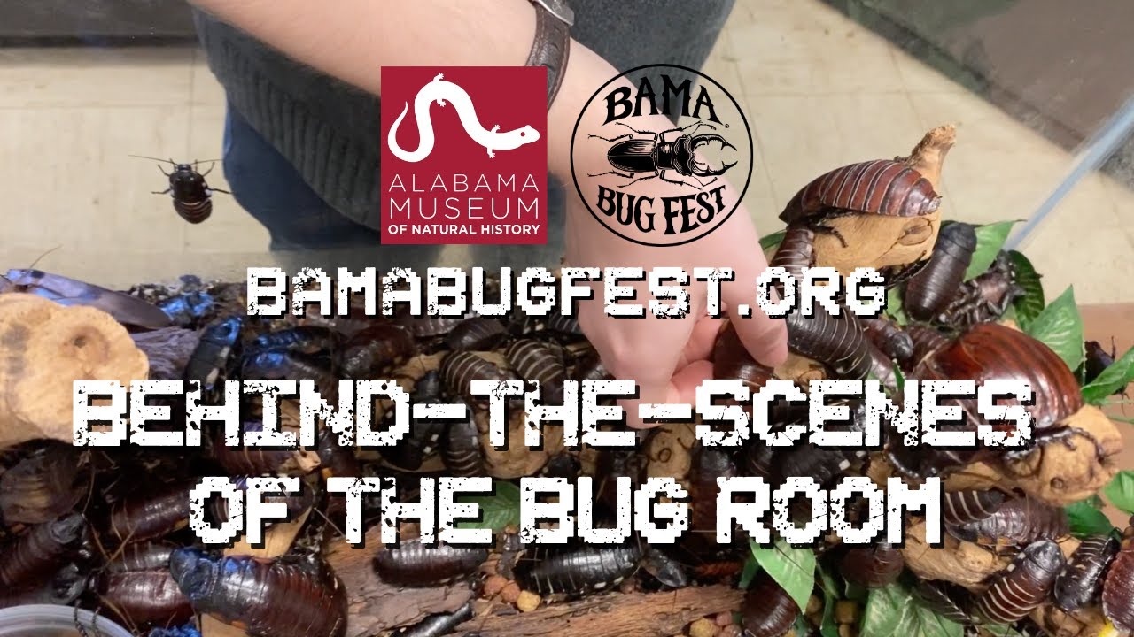 Bama Bug Fest: Behind-the-Scenes of the Bug Room