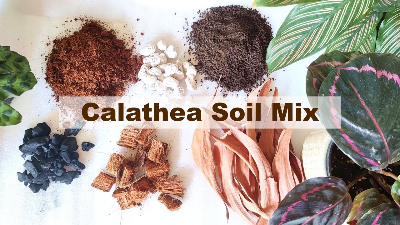 Calathea Potting mix | Calathea soil mix