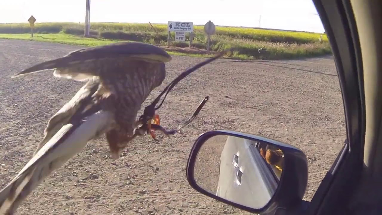 Sharp shin vs Dove. Car hawking video 19.