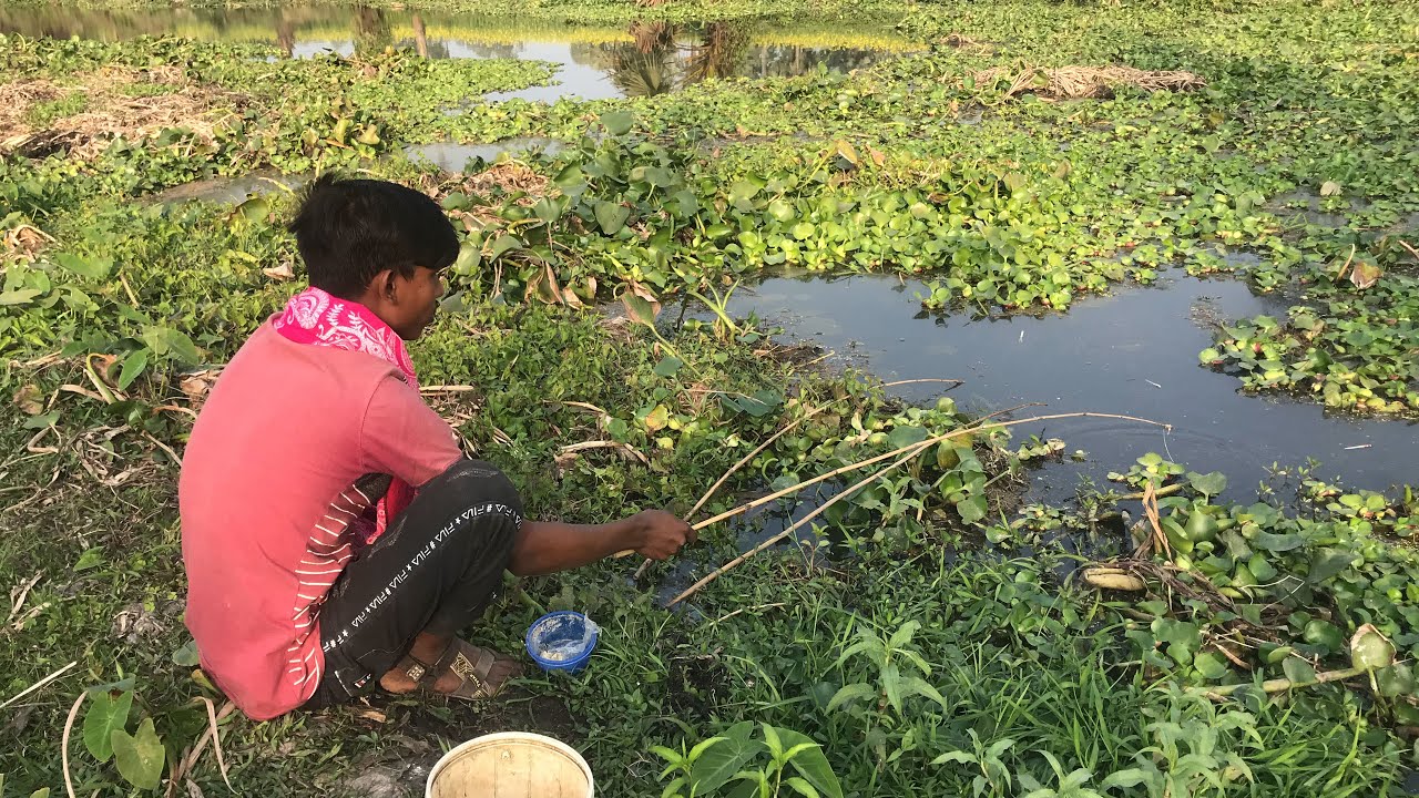 Amazing Village By Fishing With Hook। Catching Climbing Perch Fish Hunting By Hook,