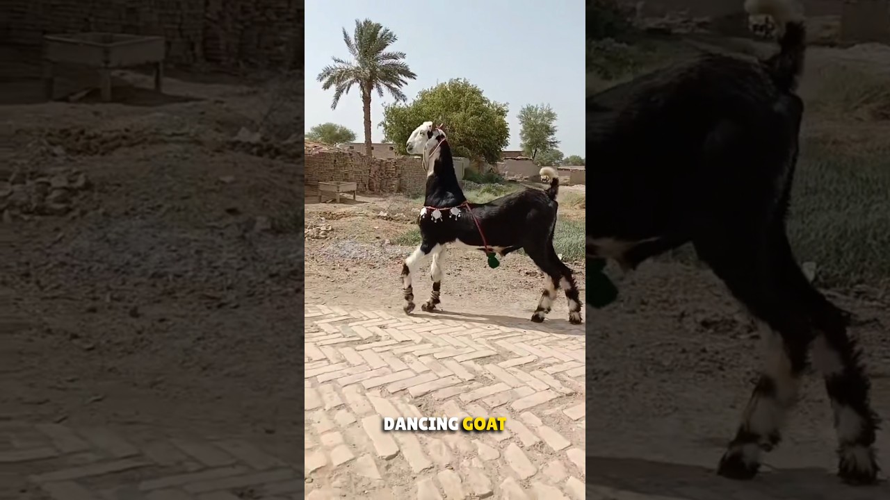 Dancing Goats of Pakistan 🤯
