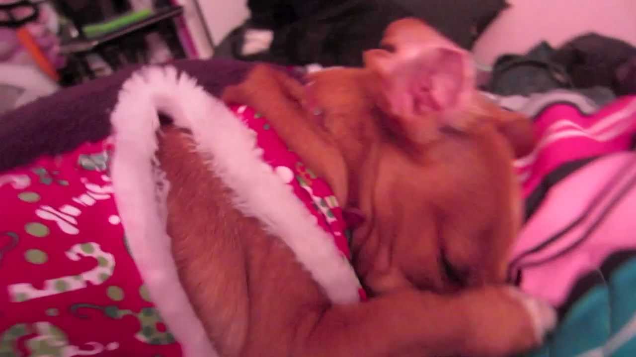 Shy Puppy