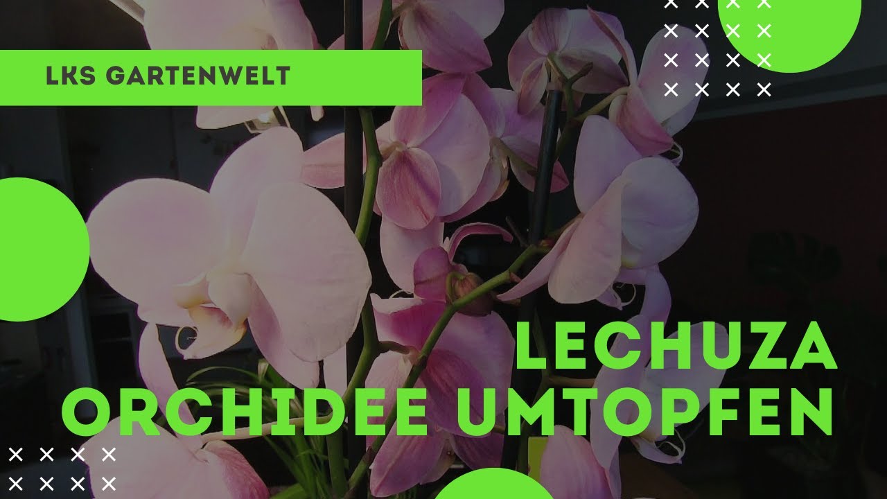 Orchidee in Lechuza umtopfen | Phalaenopsis | Deltini