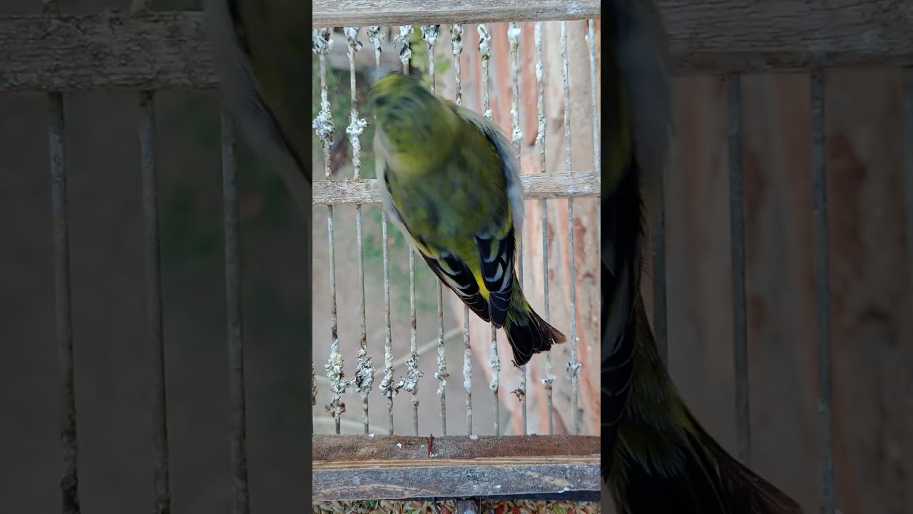 cabecita negra pichon