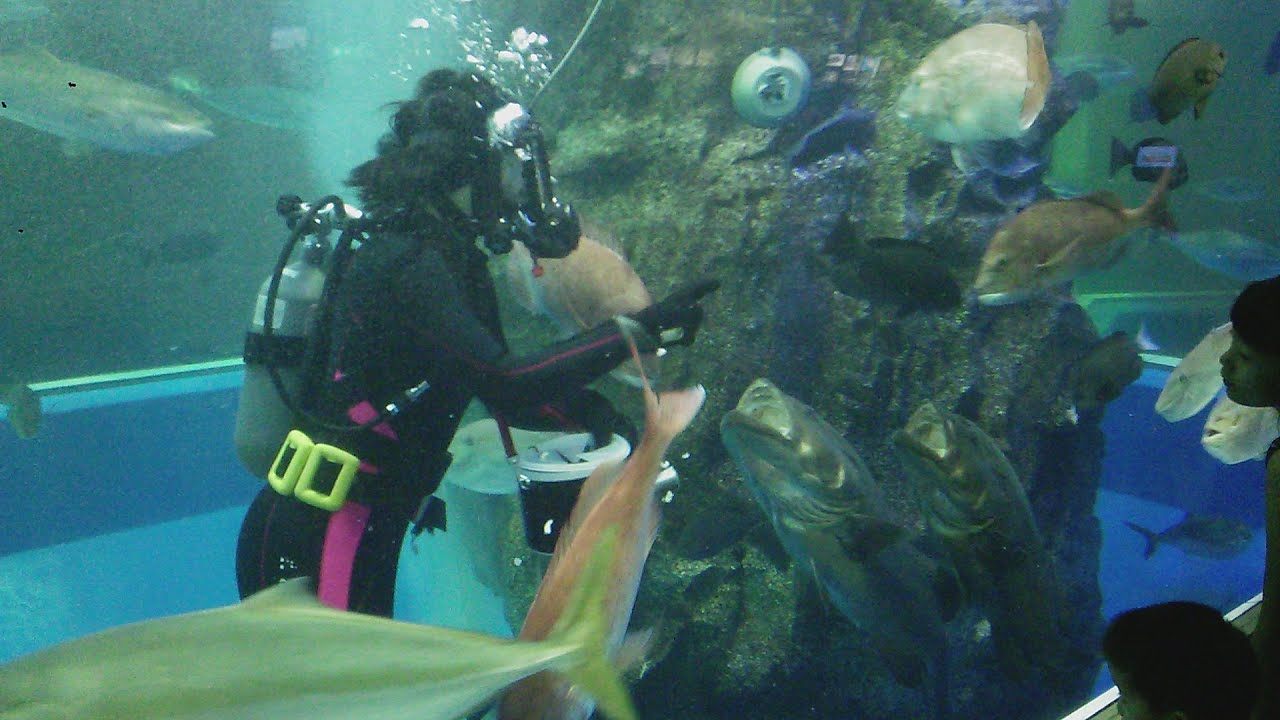 [FHD]2014/07/13 魚津水族館 ダイバーお話しタイム(11:20)