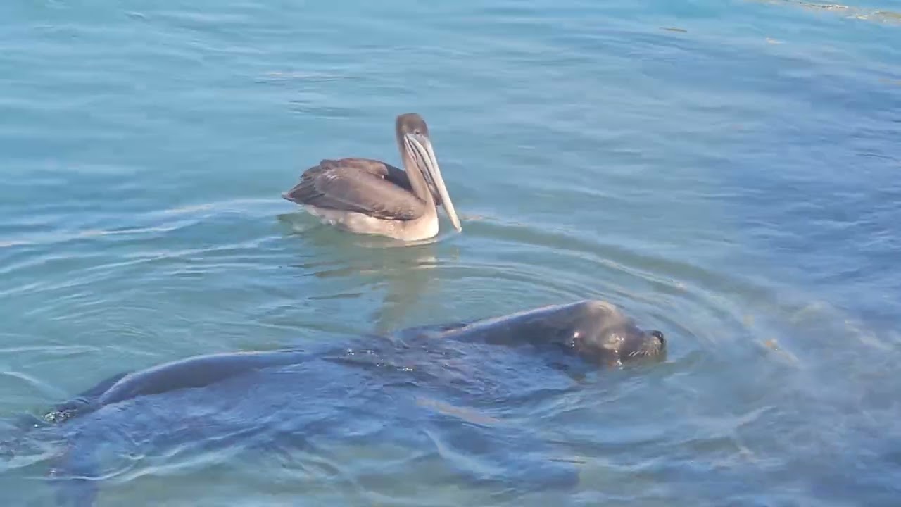 [#cabosanlucas] #sealions and #pelicans @ Cabo pt 1