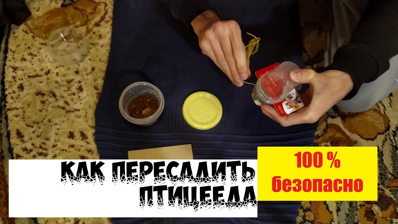 Самый безопасный способ пересадить паука птицееда.