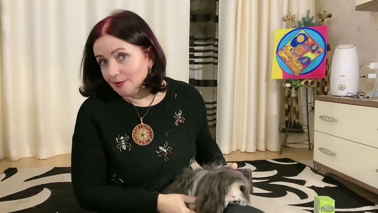Морские свинки породы Альпака,кто они?