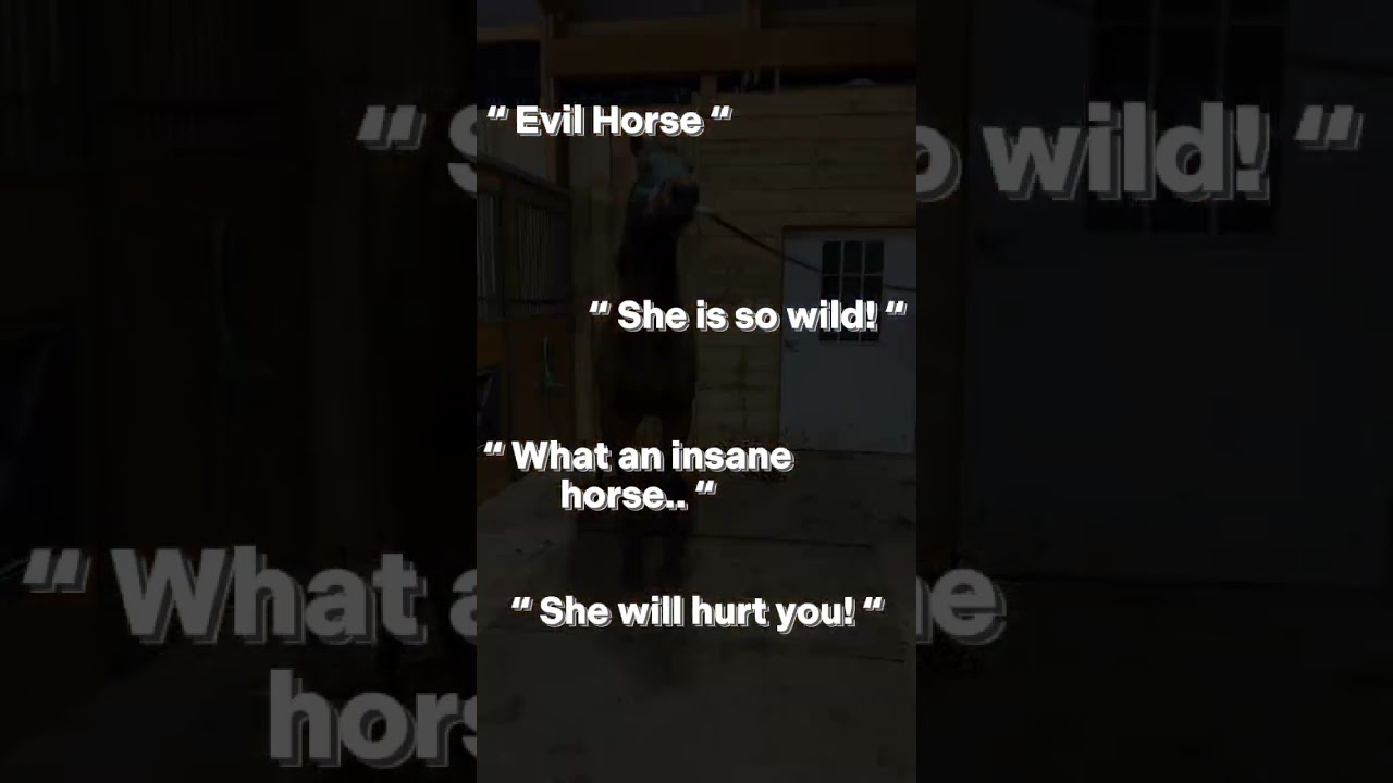evil horse ||Bailey Flatland
