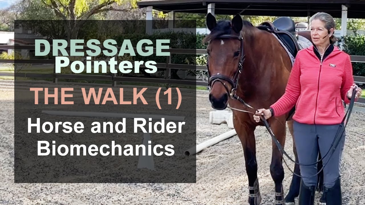 Dressage Pointers: The Walk (1) — Horse and Rider Biomechanics