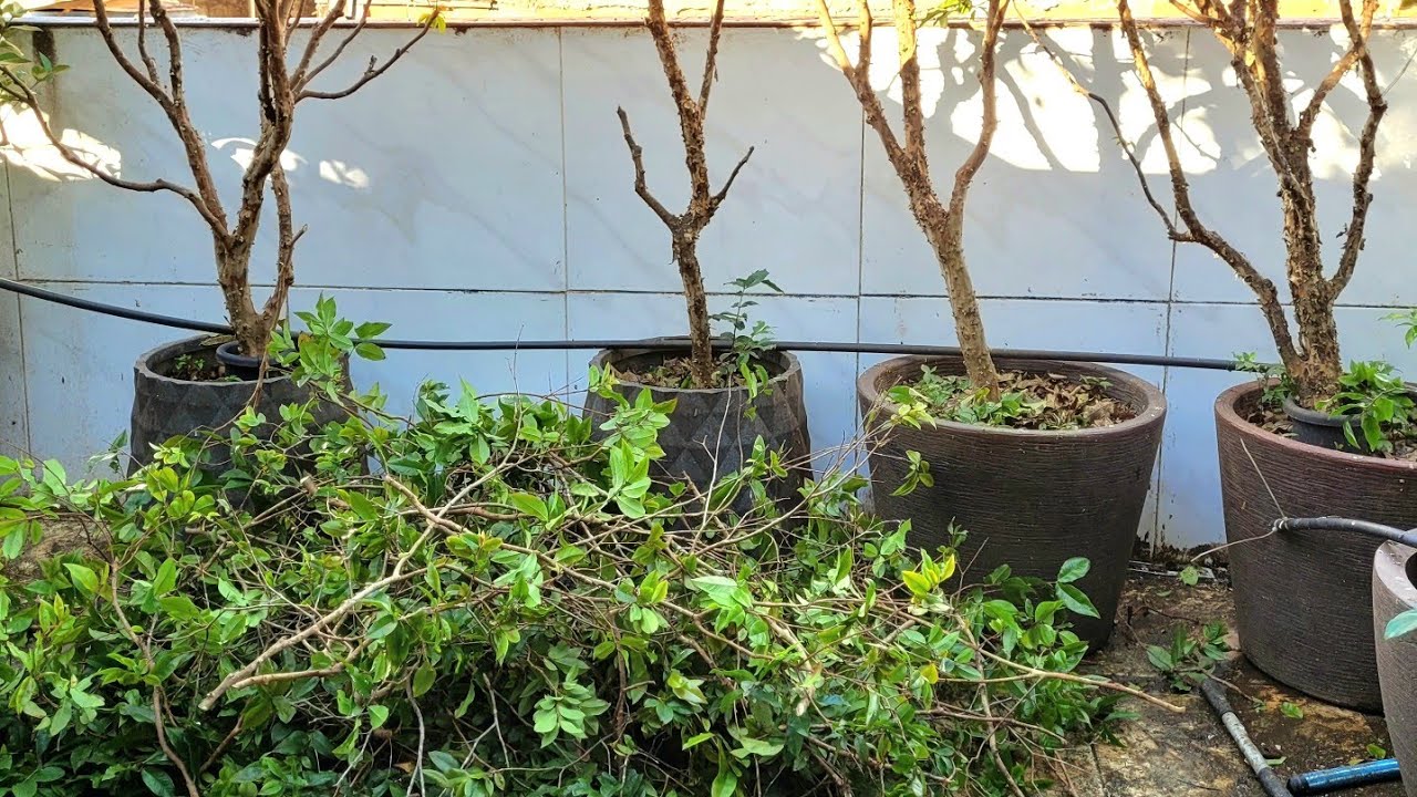 Qual o Melhor Mês para Fazer a Poda de Fruticação na Jabuticaba Híbrida 