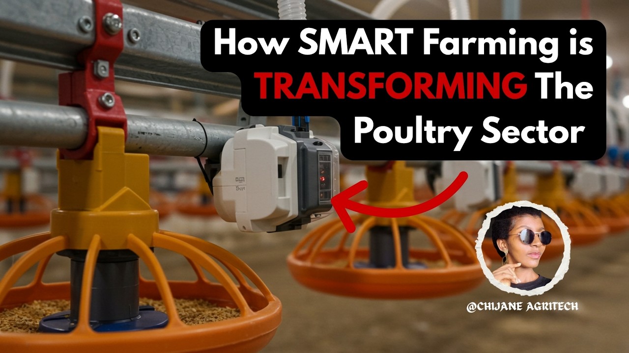 Top Smart Poultry Farming Tools Every Farmer Should Know #smartfarming #poultryfarming