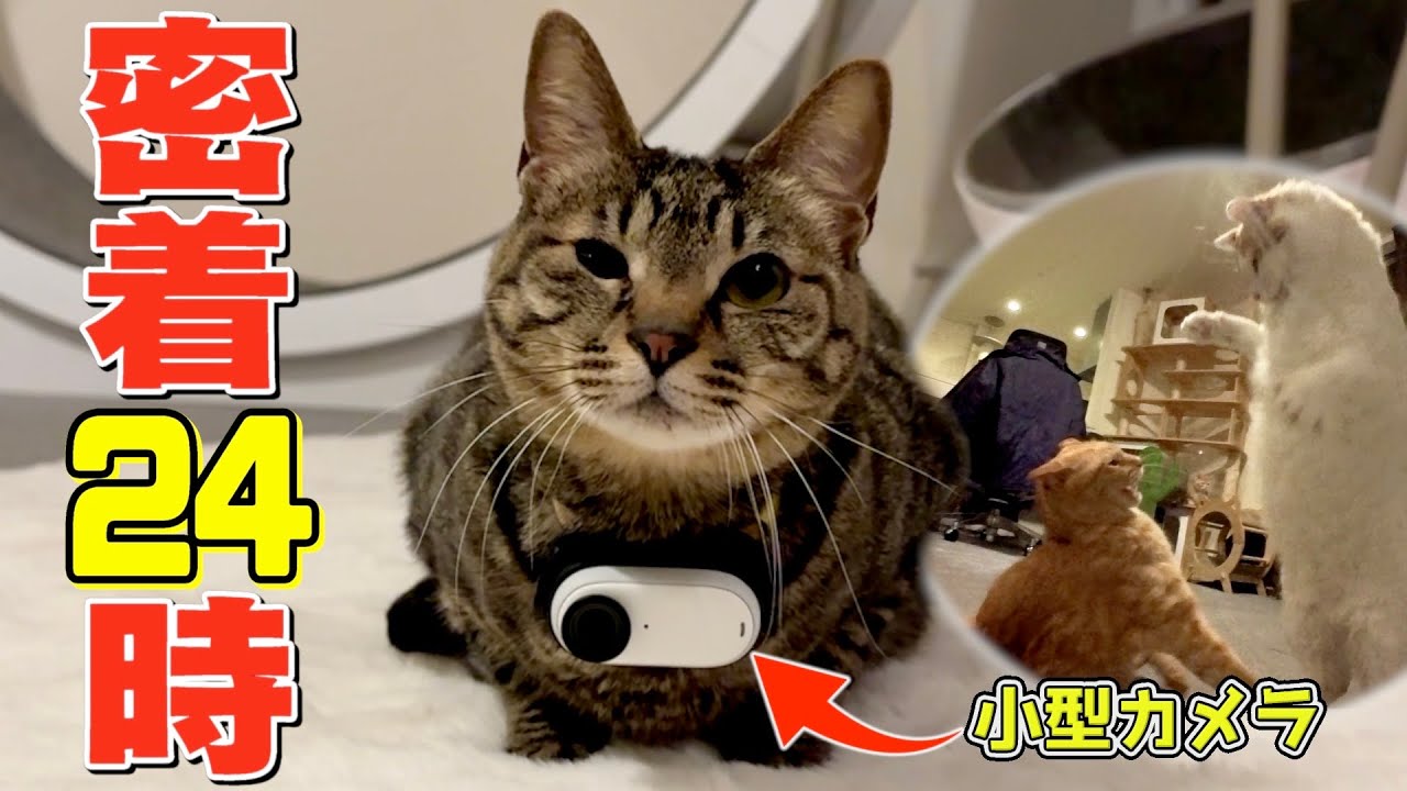 愛猫にカメラを装着して1日密着したら衝撃映像の嵐ww