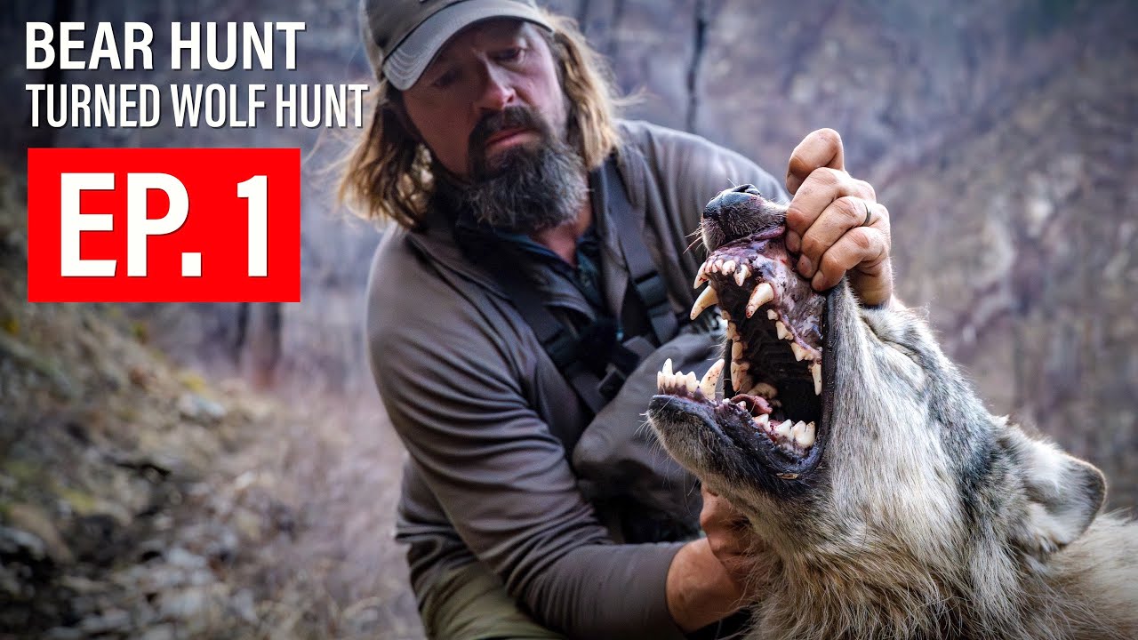 BEAR HUNT TURNED WOLF HUNT | 🎬 GRITTY 4K FILM