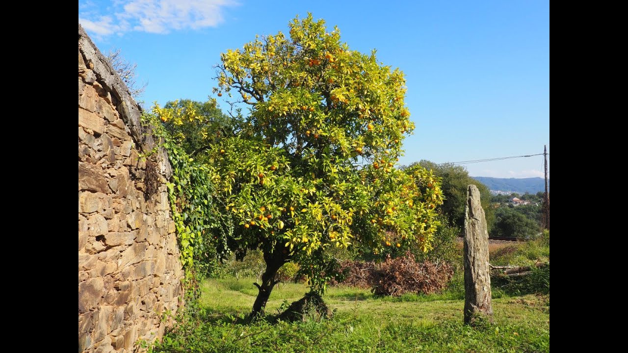 VENTA CASA ANTIGUA DE PIEDRA Y PARCELA 1 560 m2  CERCA DE CABANAS Y ARES. C1347
