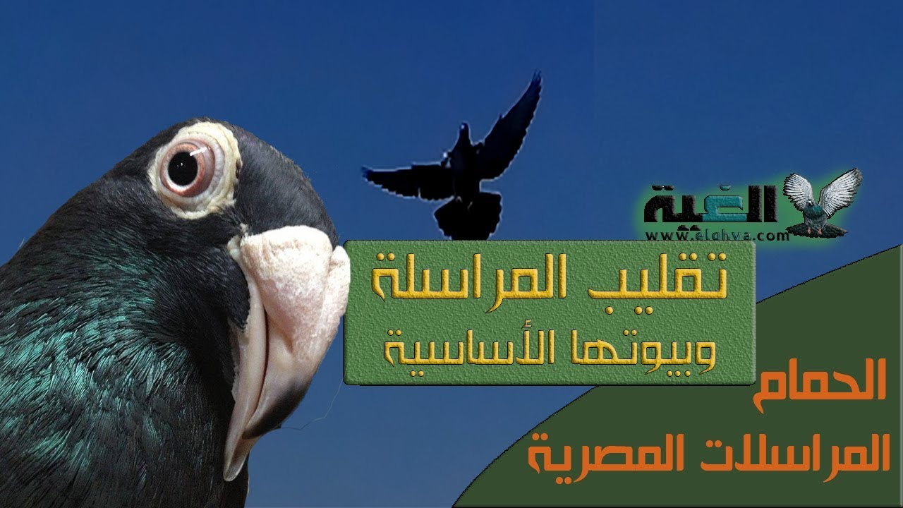أسرار وتقليب الحمام المراسلات المصرية وبيوتها الأساسية#الغية