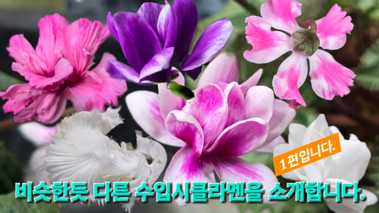 써니의 베란다 판매영상 3번째 이야기중 시클라멘 1편입니다.