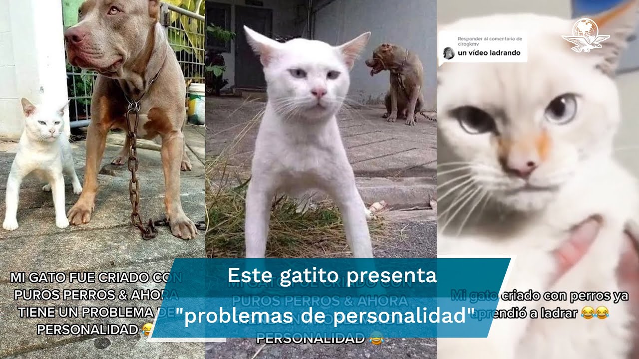 ¿Un gato que ladra? Felino criado por perros pitbull impacta con sus comportamientos