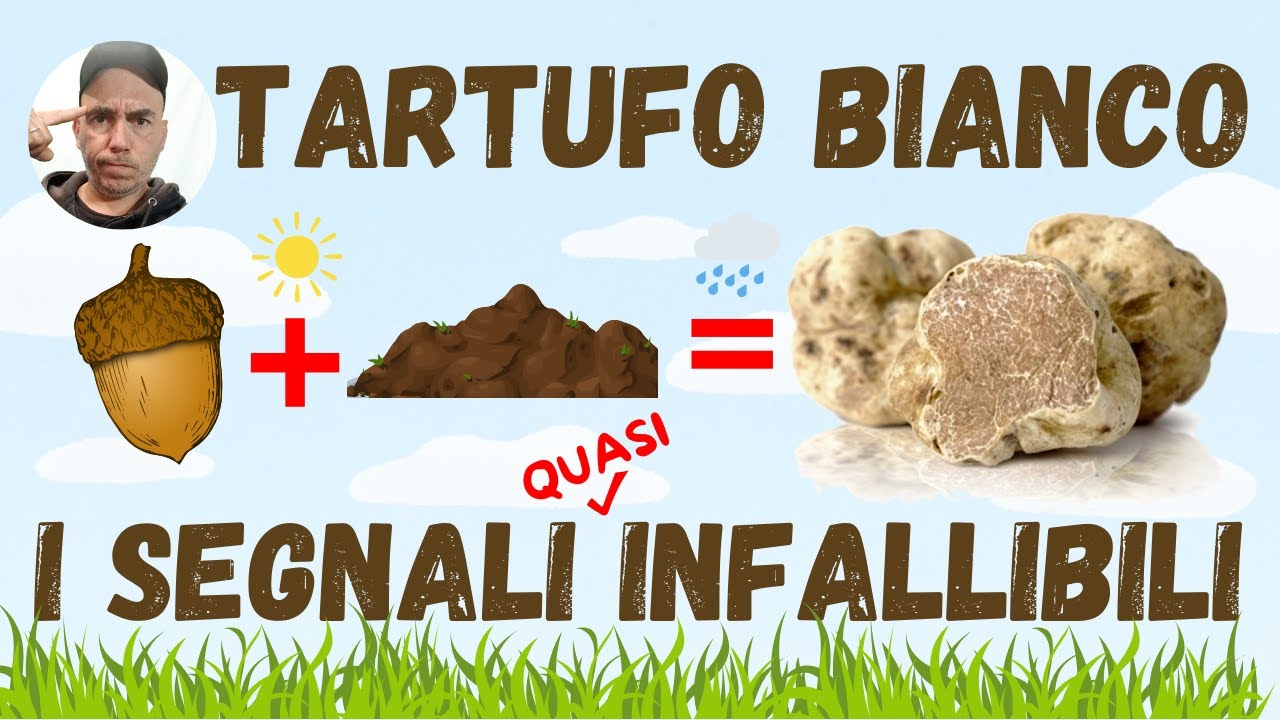 Come trovare il TARTUFO BIANCO? I segnali del territorio.