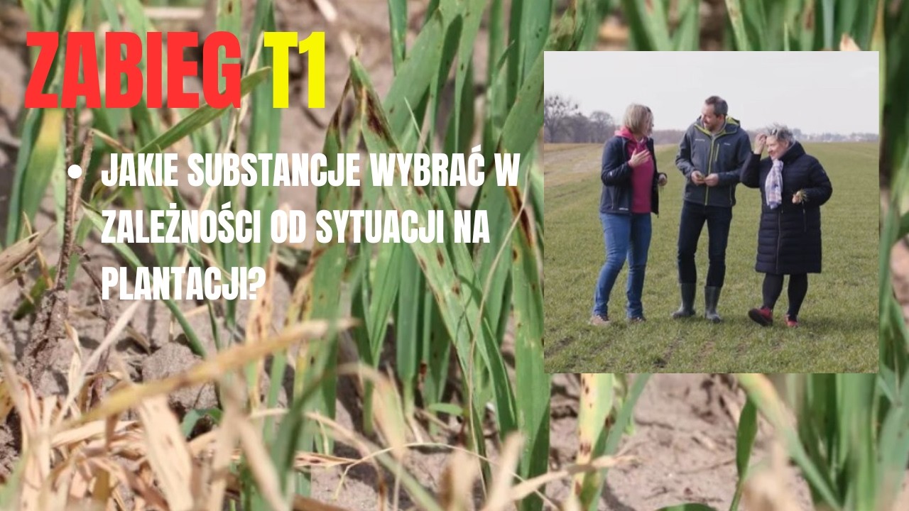 Pierwsze zabiegi fungicydowe T1 już wkrótce. Jak w tym roku chronić zboża?