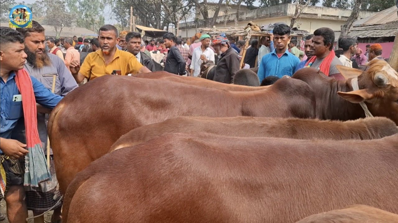 @ 25/2/2026|| কত কসরত করে কিনতে হয়?? কুরবানির ষাঁড় গরুর দাম খোচাবাড়ী হাটে||