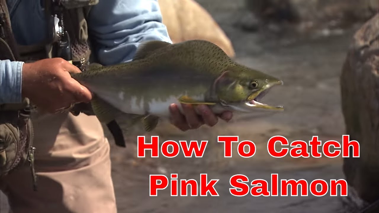 Pink Salmon On A Fly | How To