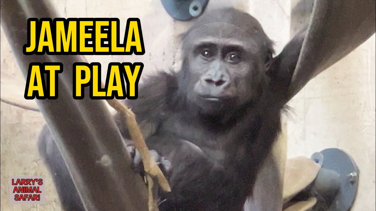 Игривые моменты с гориллами 🦍 Джамила и Каембе | #Гориллы
