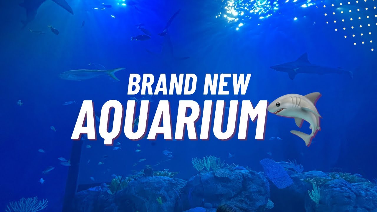 FIRST LOOK at Sarasota’s BRAND NEW Aquarium 🦈 | Mote Marine Walkthrough