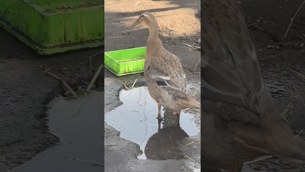 Błotko jest najlepsze.