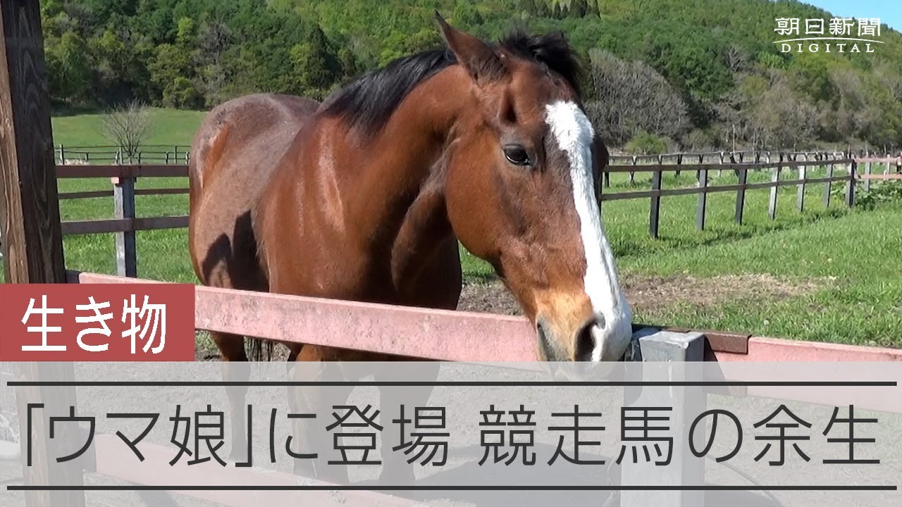かつてのG1馬の穏やかな日々　引退馬救う里親制度