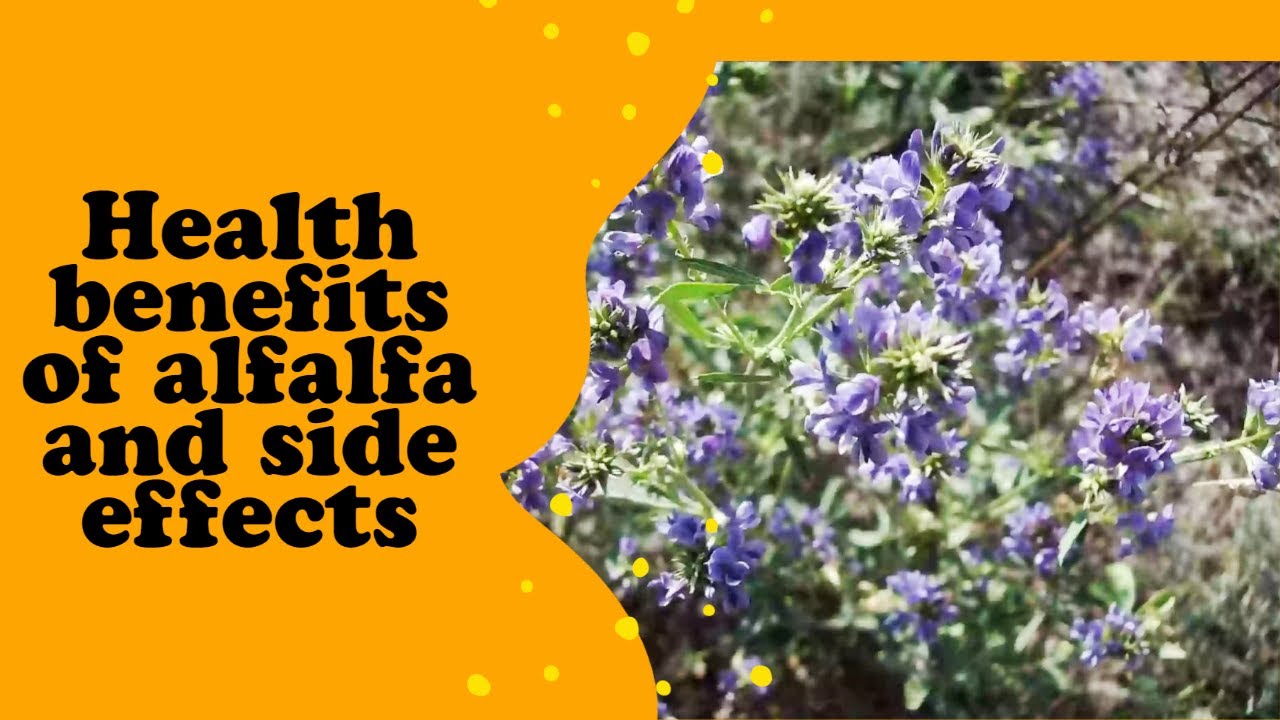 HEALTH BENEFITS OF ALFALFA AND SIDE EFFECTS
