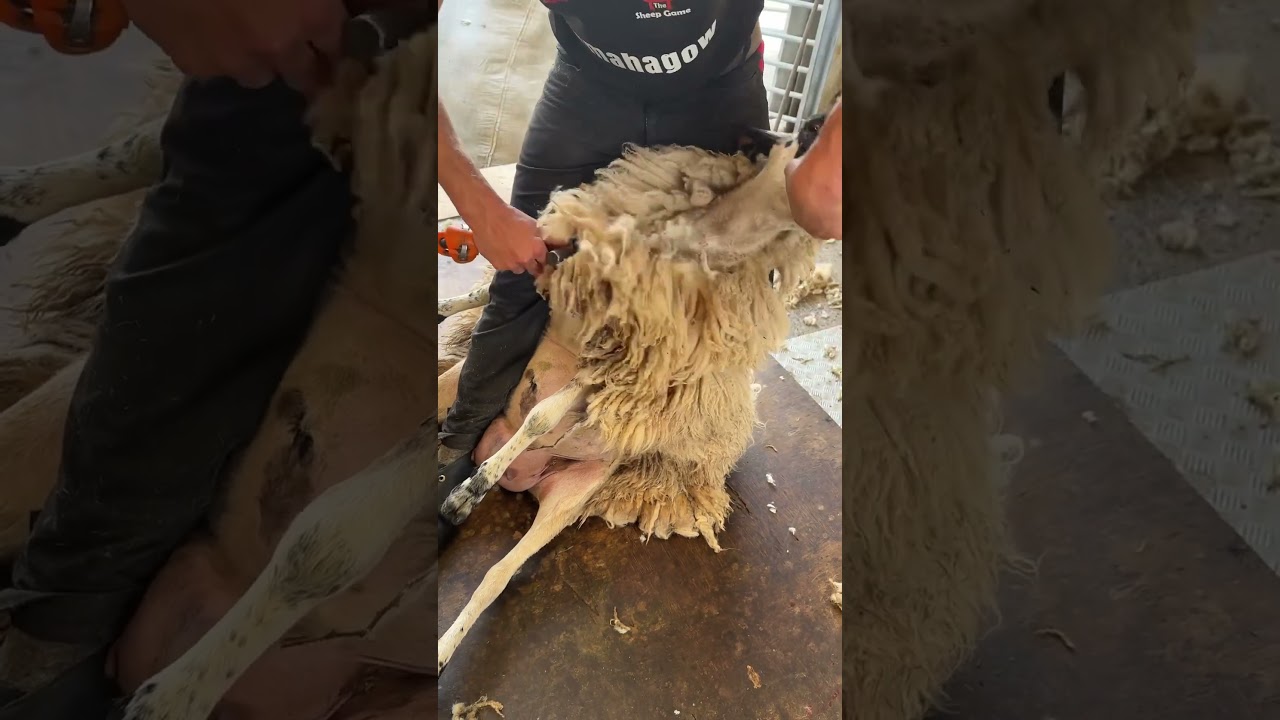 Left some fluff on this sheep #shearing #sheep