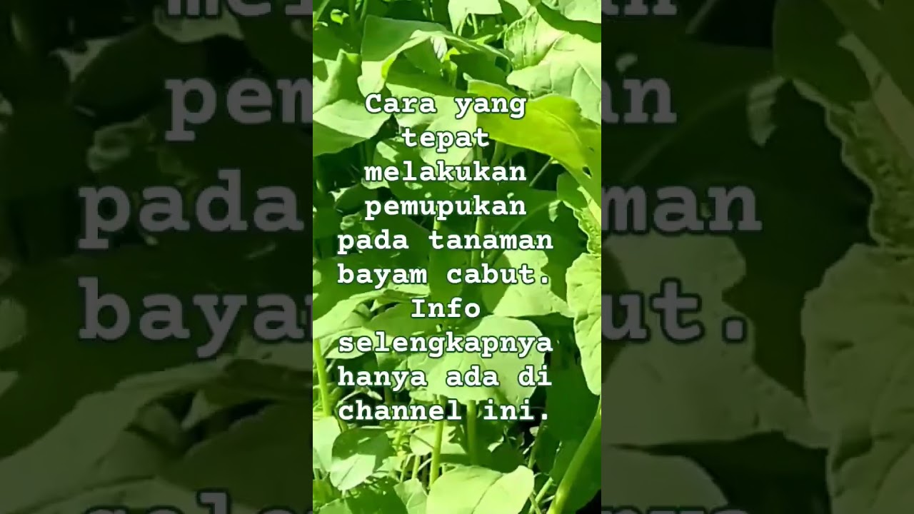 informasi cara melakukan pemupukan bayam cabut yang benar agar tidak busuk batang