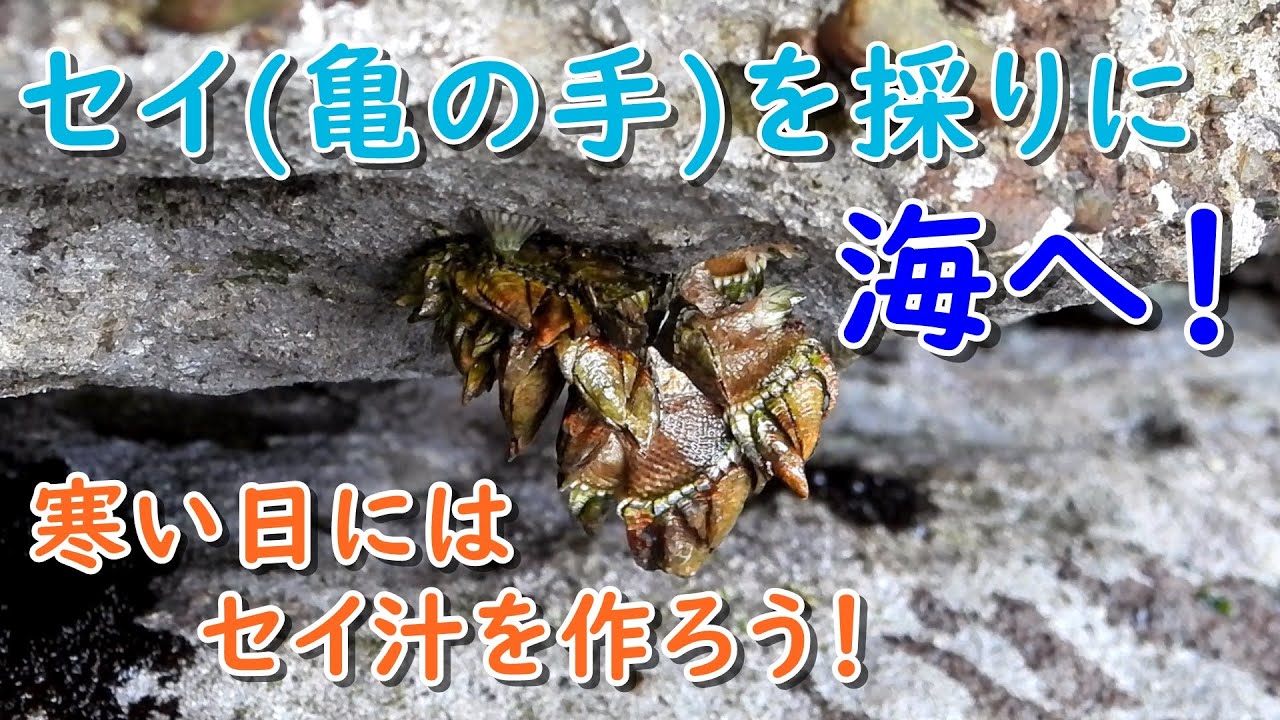 セイ(亀の手)を採りに海へ！～寒い日にはセイ汁を作ろう！