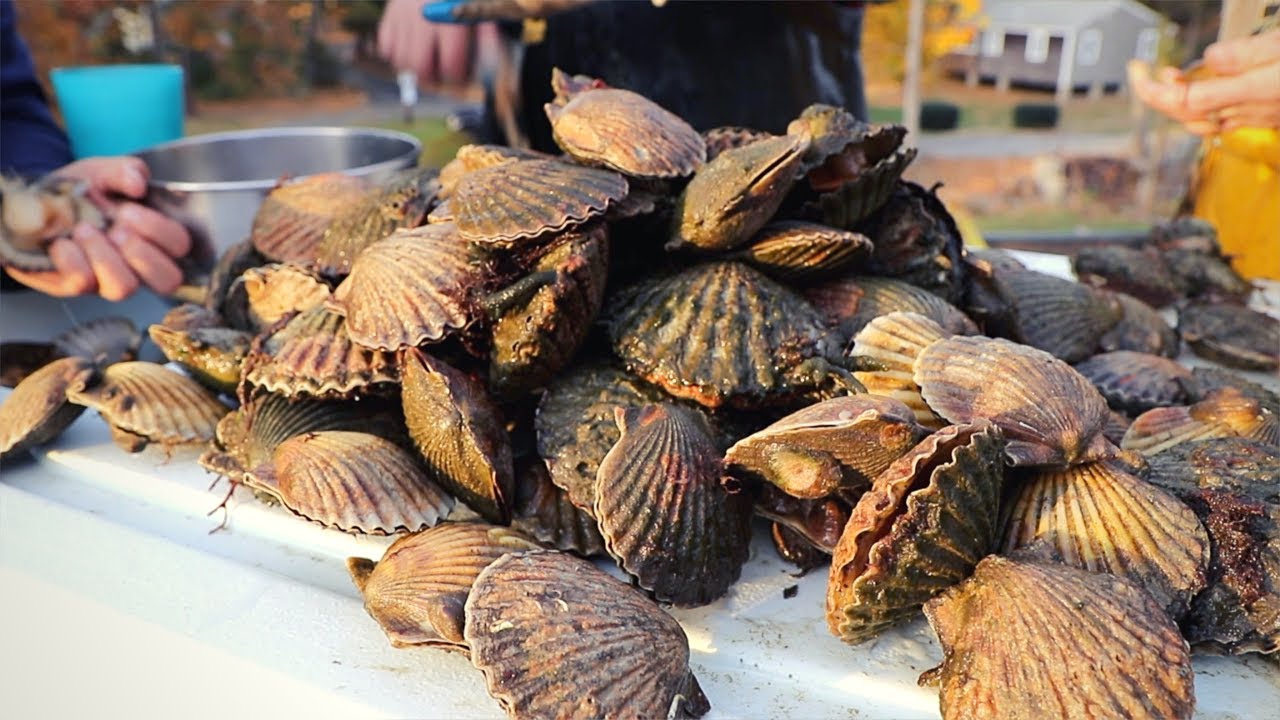 Fresh BAY SCALLOPS How to Catch Clean and Cook like a real Cape Codder