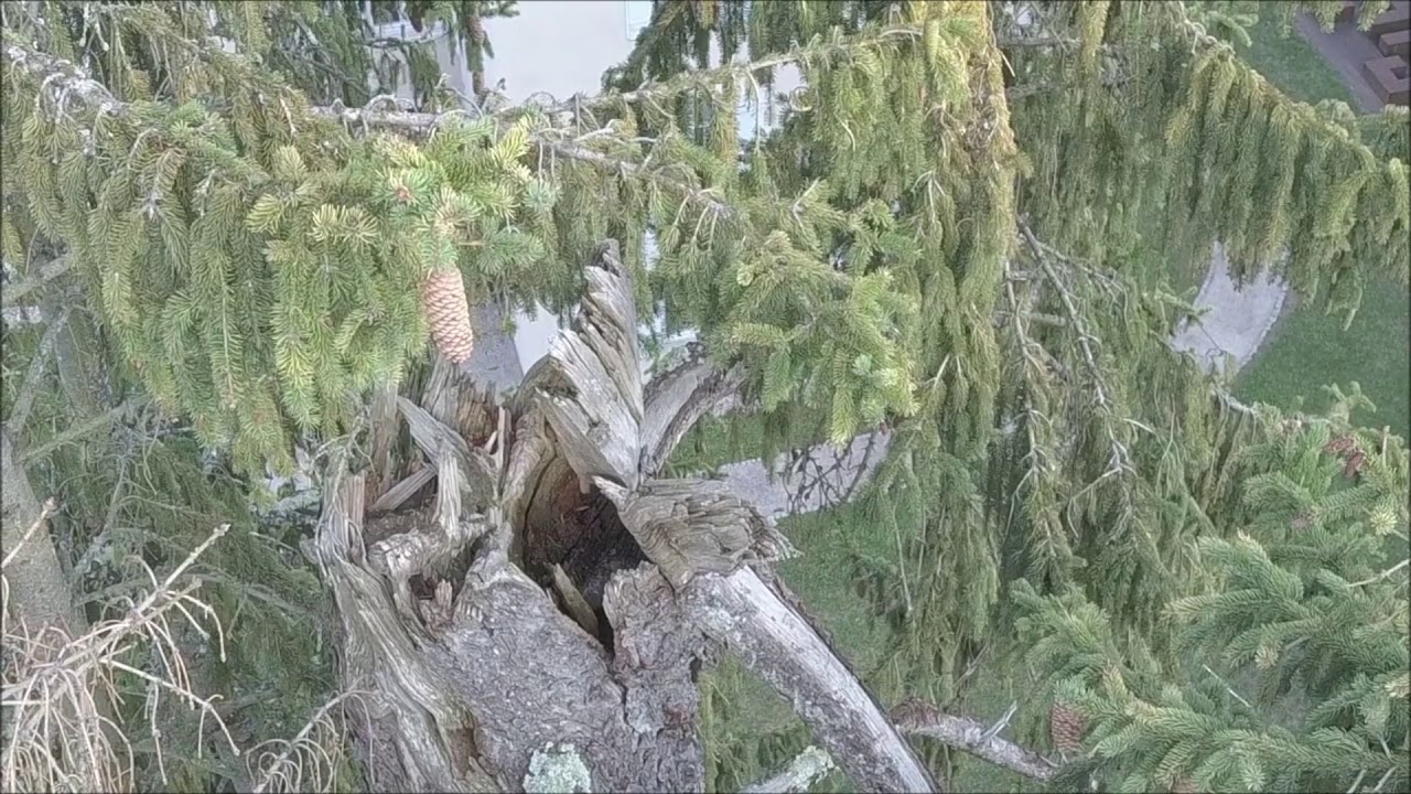 Baumkontrolle unter Einsatz einer Drohne