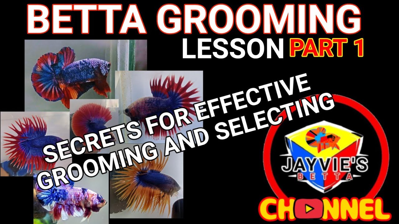 BETTA GROOMING LESSON | PART 1
