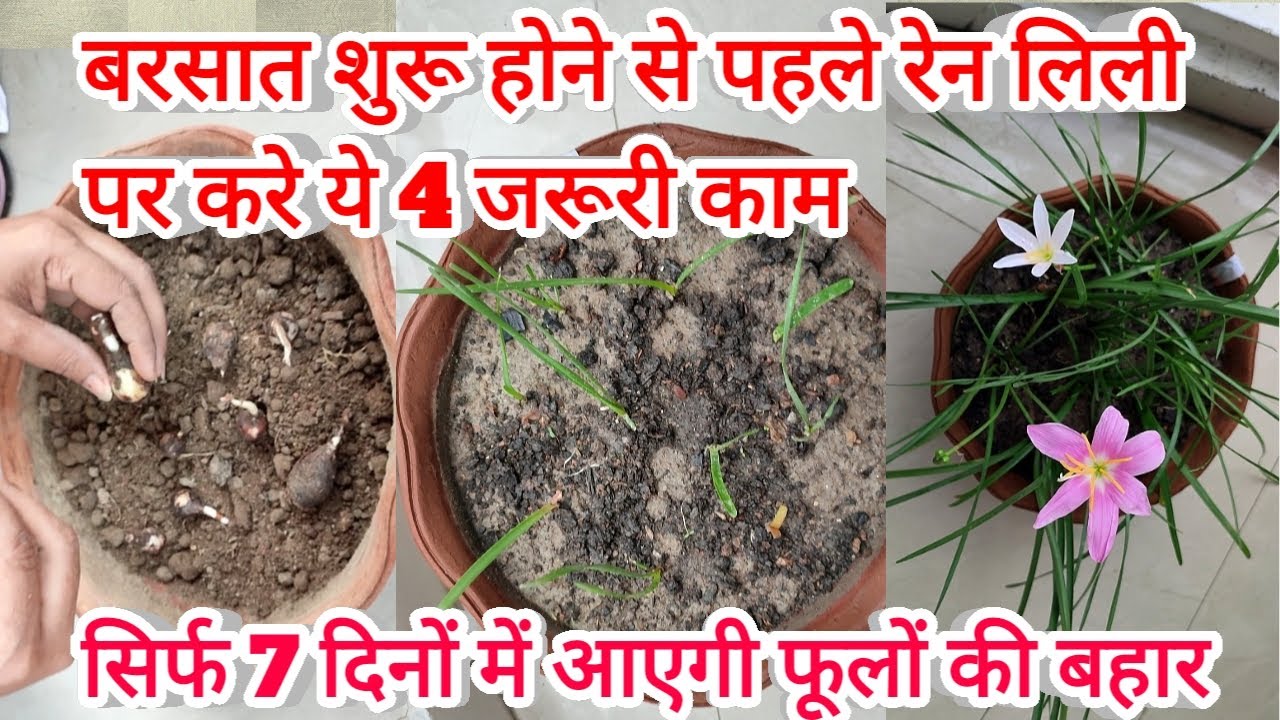 बरसात का मौसम शुरू होने से पहले रेन लिली पर करे ये 4 जरूरी काम/ rain Lilly plant care and fertilizer