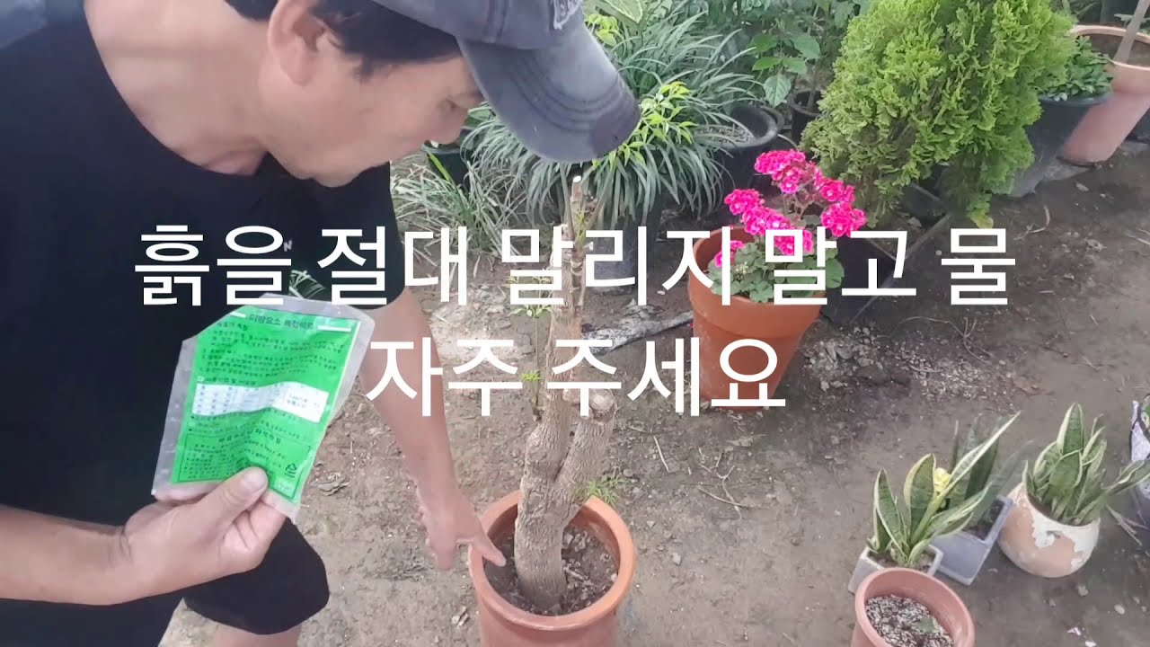 죽어가는 해피트리 나무, 완전 파릇하게 살리는 방법