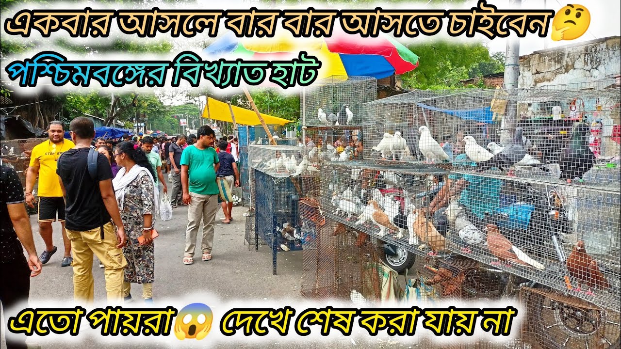 kolkata tala hat ।। টালা হাট ।। Golfstreet pigeon market।। part -1