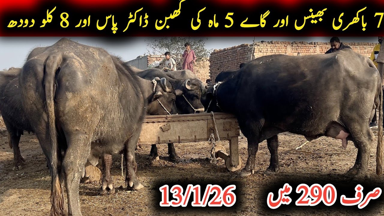 7 bakhri gay or bheins for sel|پانچ ماہ کی گھبن بھینس اور گاے|Earn from buffalo