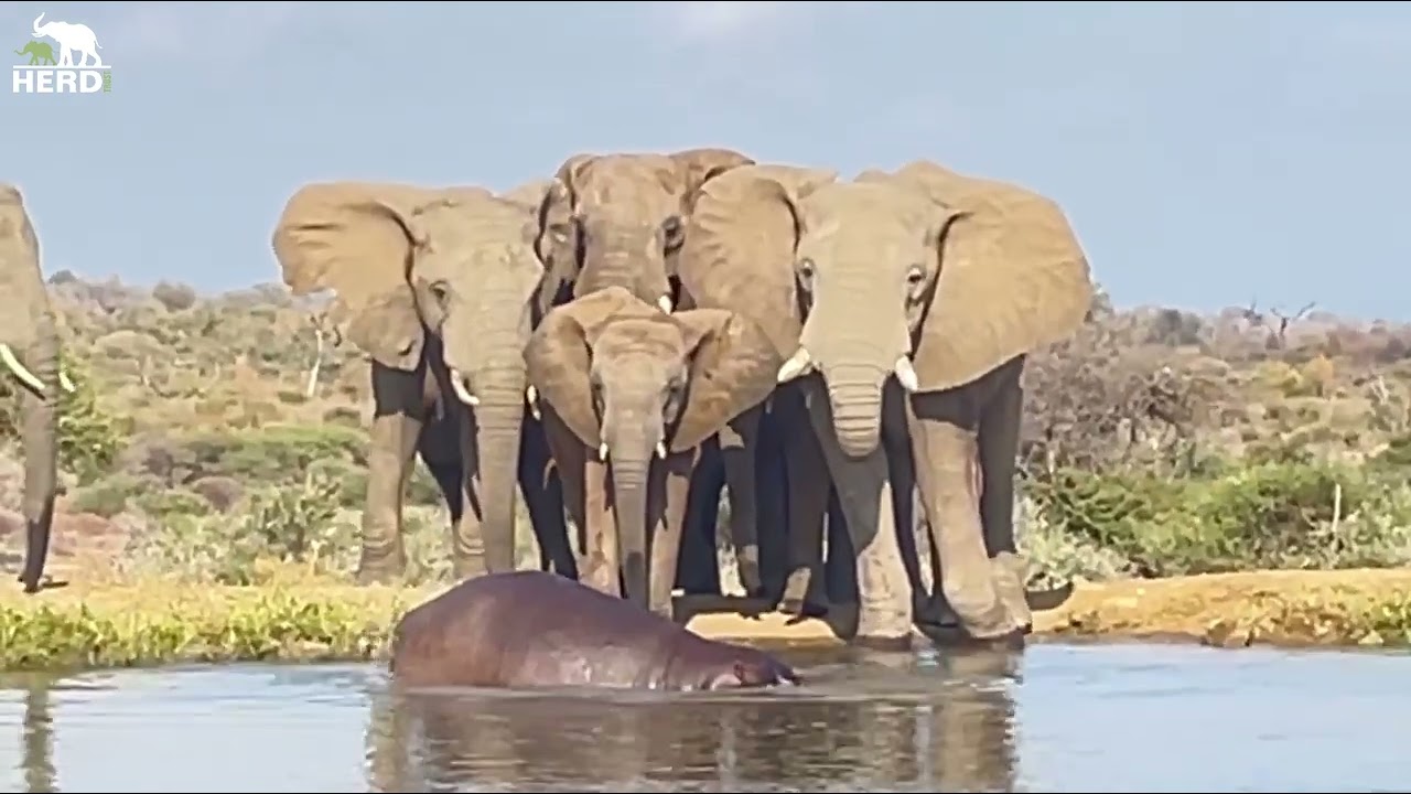 An Elephant Standoff with Timisa and Mafuta the Hippo 🐘