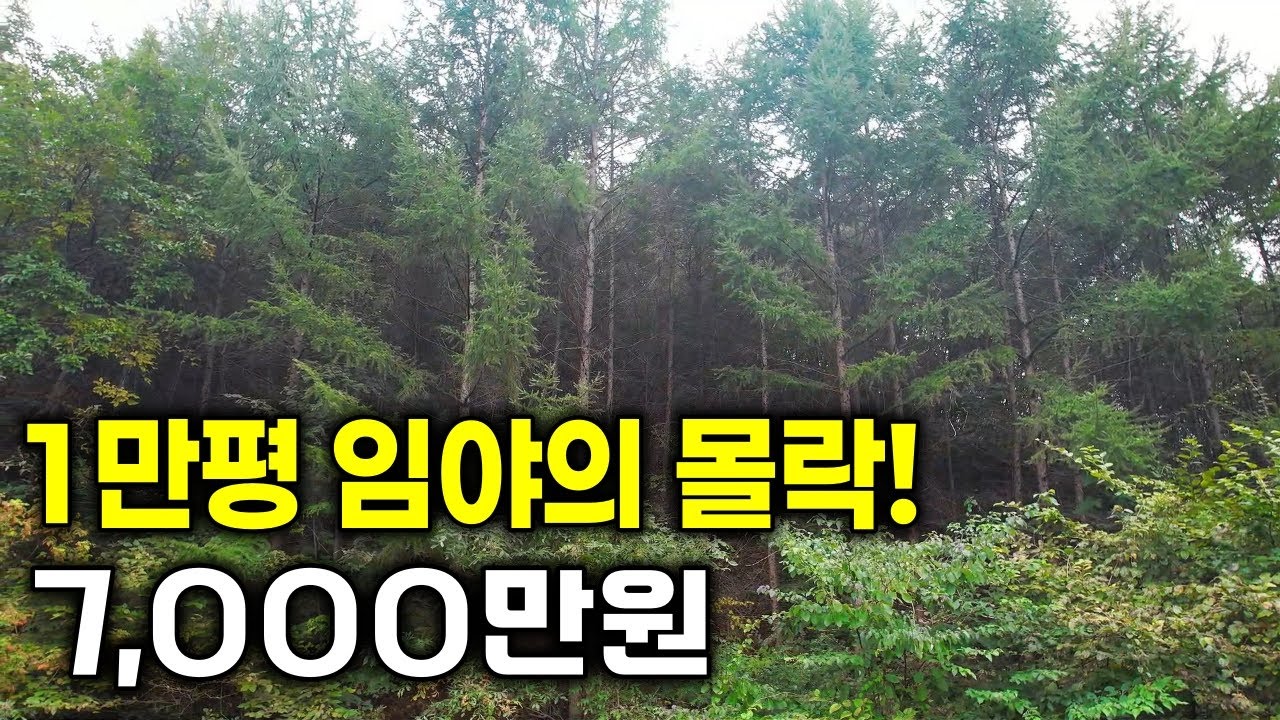강원도 임야의 몰락! 1만평이 넘는데 7,000만원?