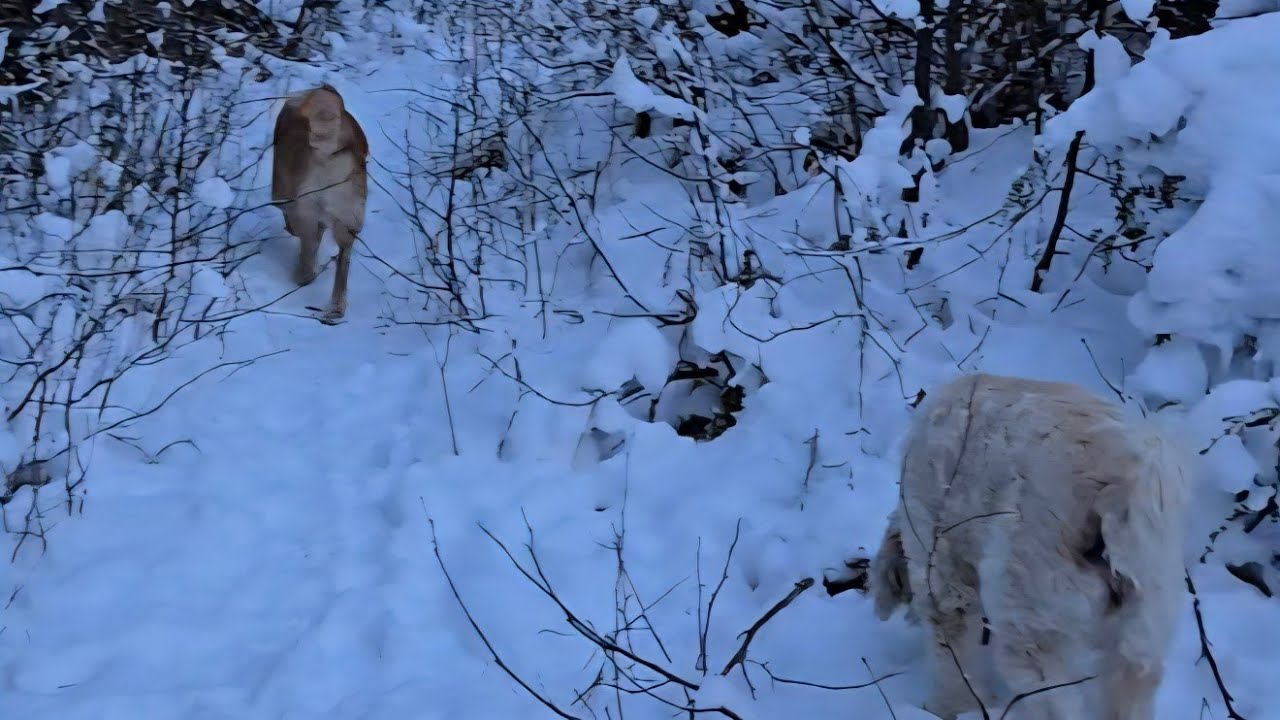 ПОСЛЕДНЯЯ ОХОТА НА БИГФУТА С НАШИМ ЛУЧШИМ ДРУГОМ