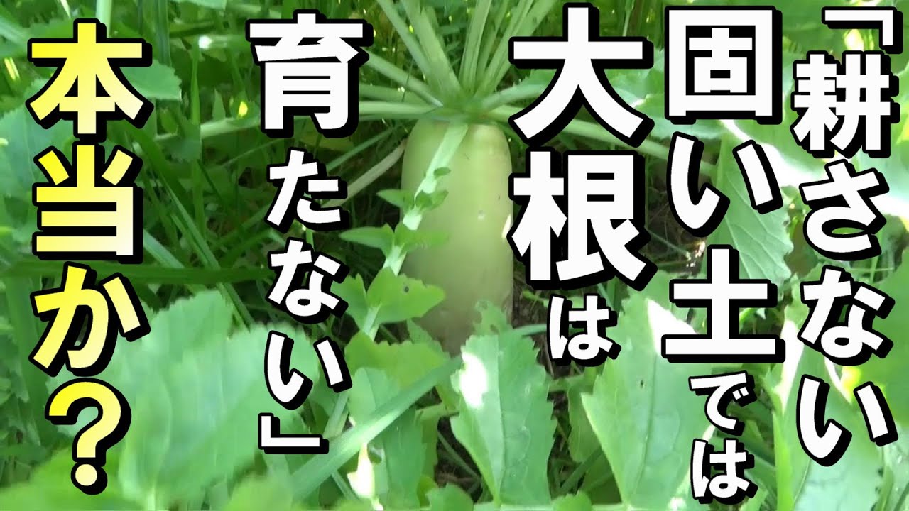 【自然農】質問「耕さない固い土では大根は育たない？」に映像でお答えします　2023年10月3日【natural farming】