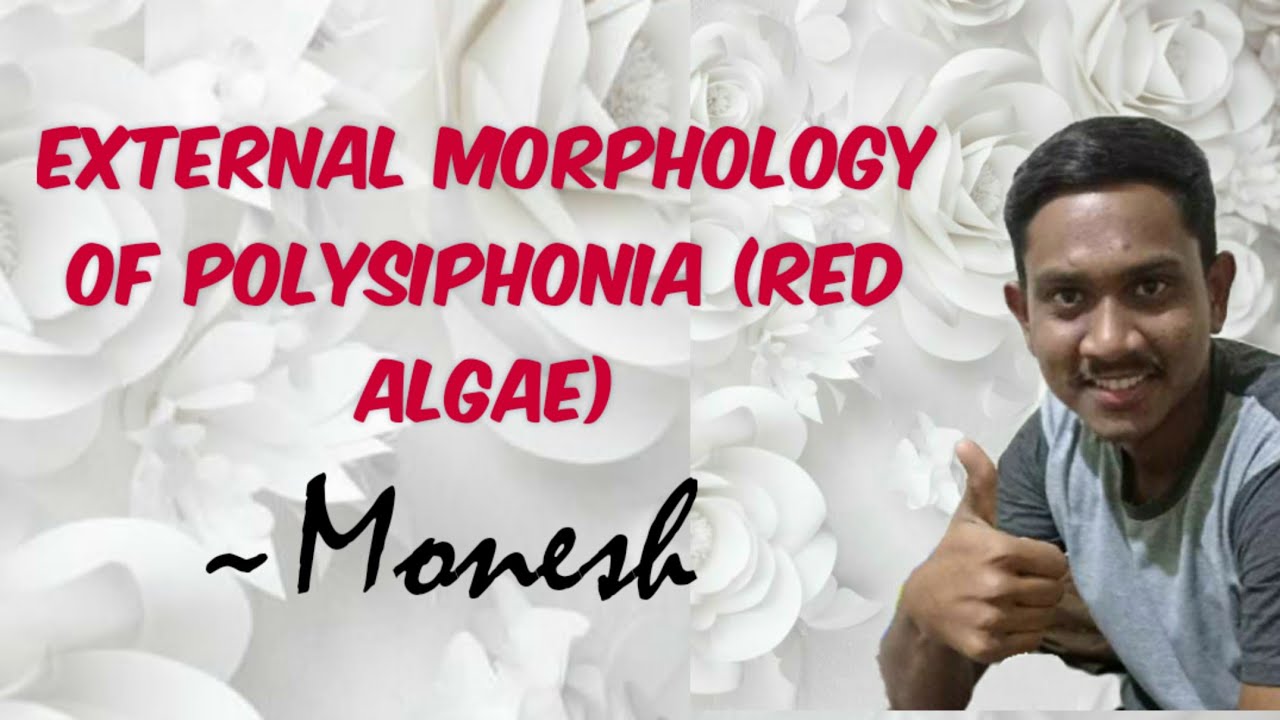 External Morphology of Polysiphonia